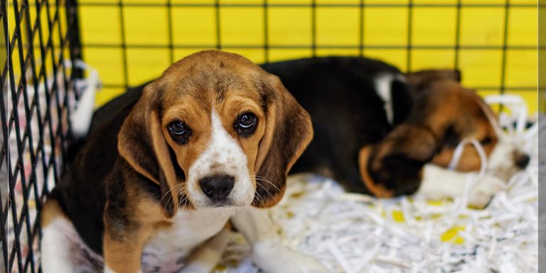 Astuces pour apprendre a son chien la propreté