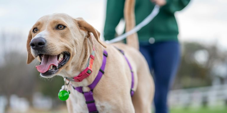 Comment apprendre a votre chien a marcher en laisse