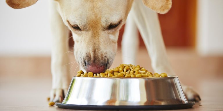 Les besoins nutritionnels des chien