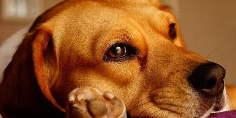 Quels sont les signes de maladies courantes chez les chiens?