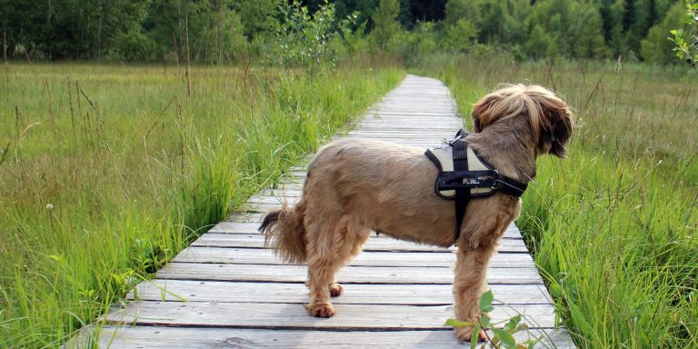Comment choisir un chien adapté a votre style de vie
